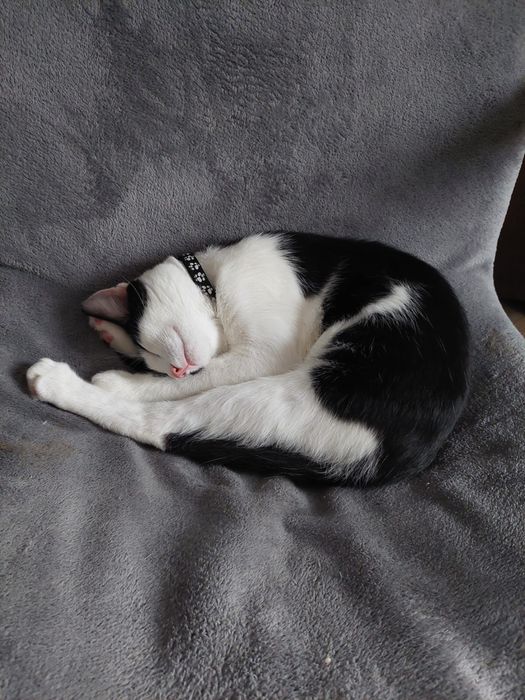 Donez motanel in varsta de 5 luni