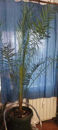 канарска финикова палма