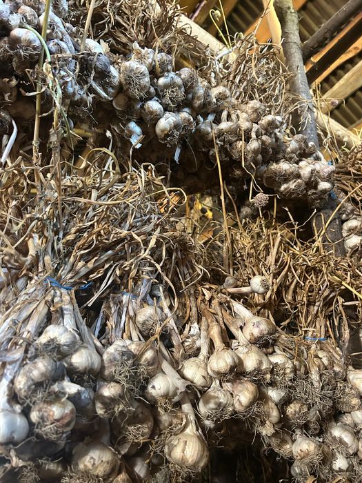 Usturoi românesc BIO din Copălău – gust autentic, 100% natural