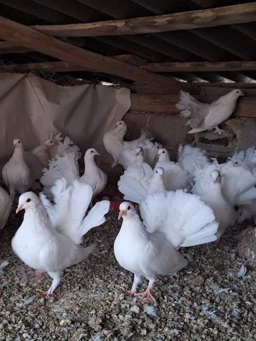 Porumbei voltati albi