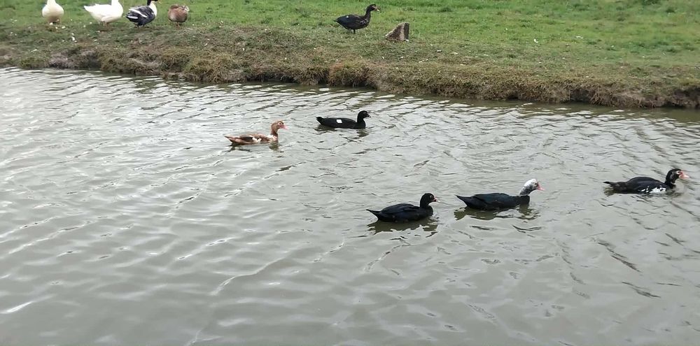 Rate mute si macaitoare