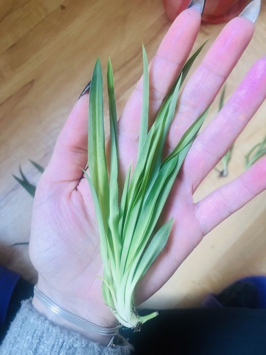 Хлорофитум цвете