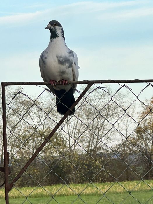 Porumbei voiajori disponibili