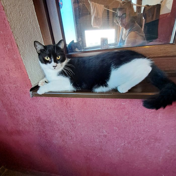 Adoptie pisica tuxedo castrata Seherezada