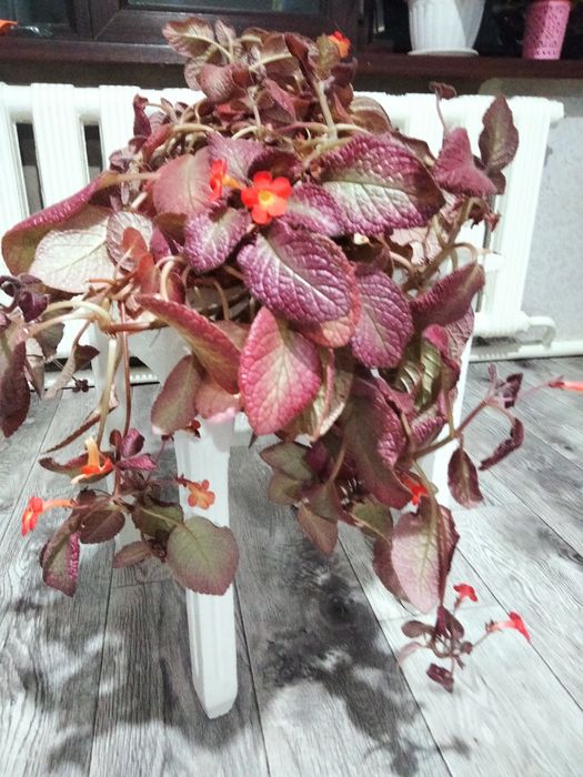 Эписция.комнатные растения