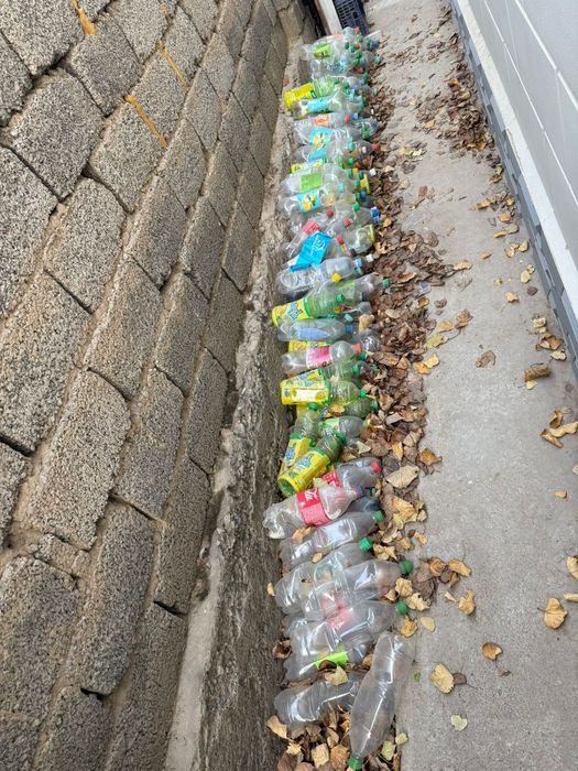 Баклашка баклашка