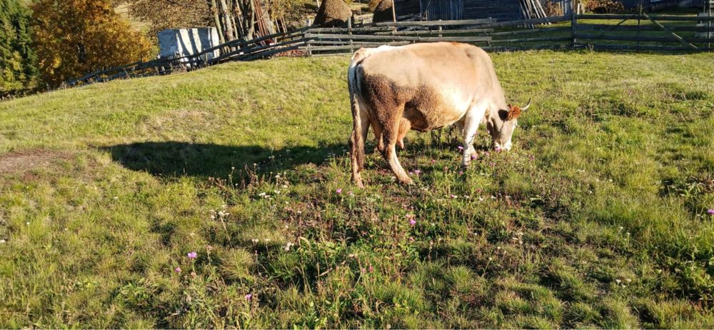 Vand 2 vaci, foarte bunee de lapte