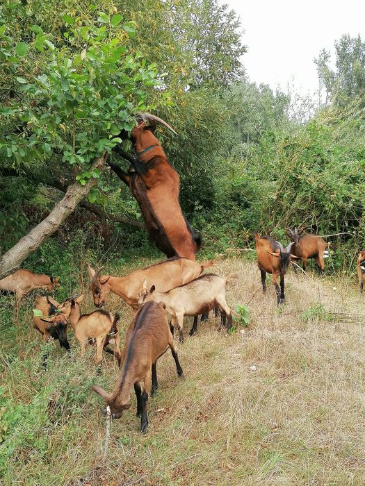 Tapisori alpini din părinți buni