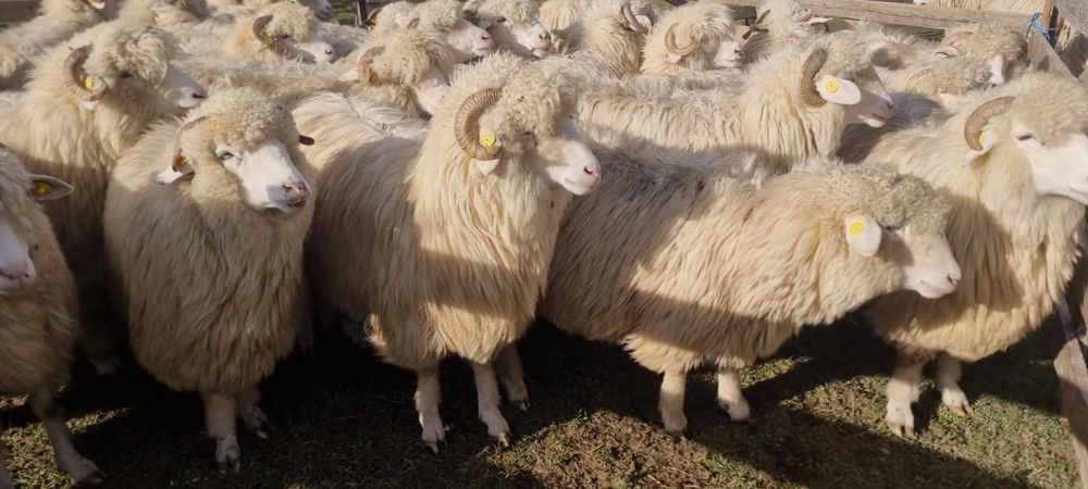 40 de oi bale tinere