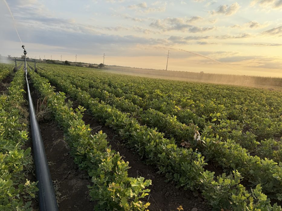 Frasin , Stejar brumariu , stejar pedunculat , cer si gorun