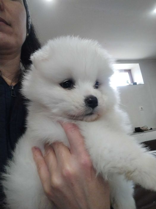 Прекрасни самоедчета.