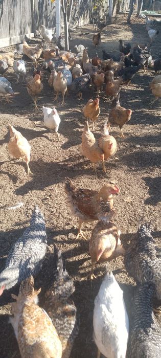 Găini de vânzare tinere