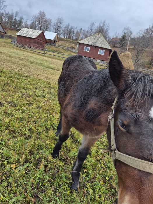 Vând doi mânji de 5-6 luni
