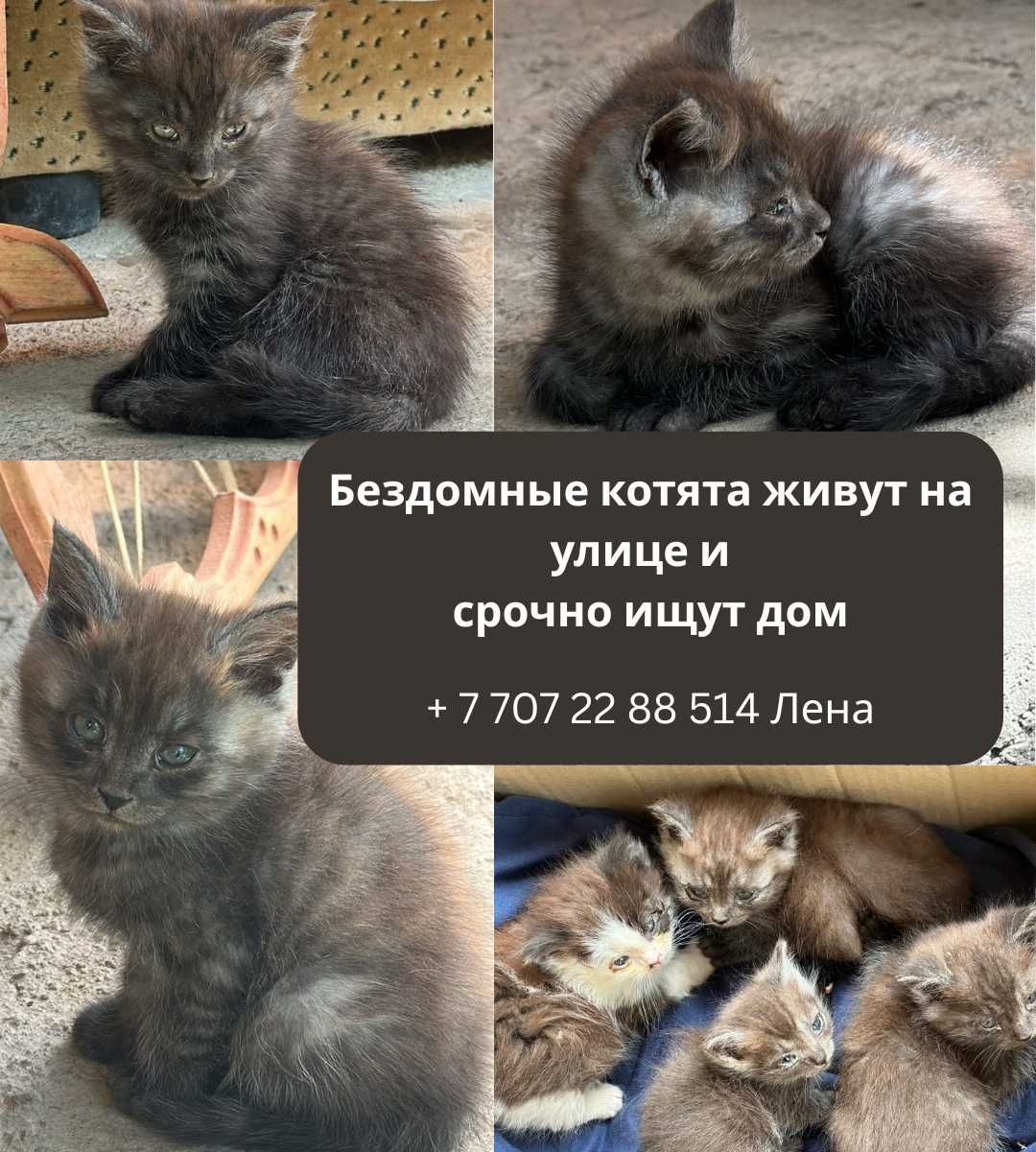 Котята ищут дом. 2 месяца