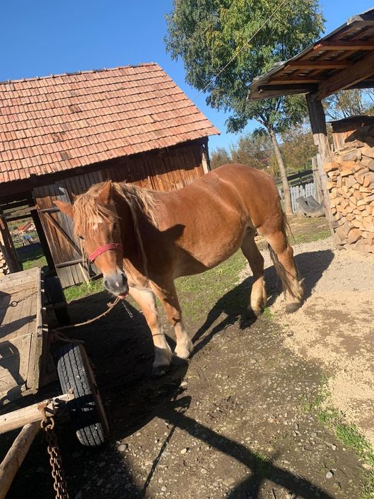 Vând iapă cuminte