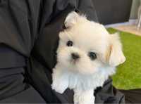 Bichon maltese mini toy