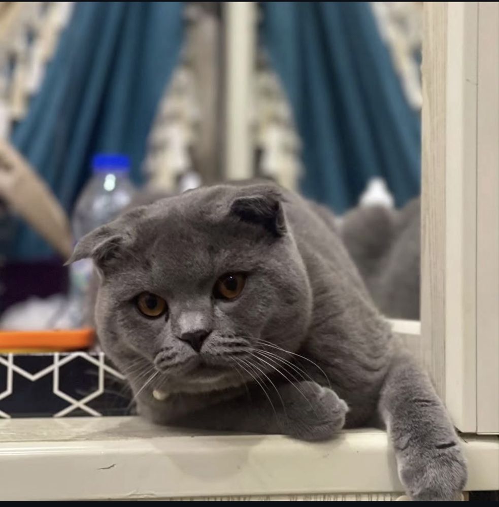 Zottor mushuk Scottish fold