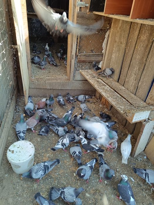 Vind porumbei și iepuri