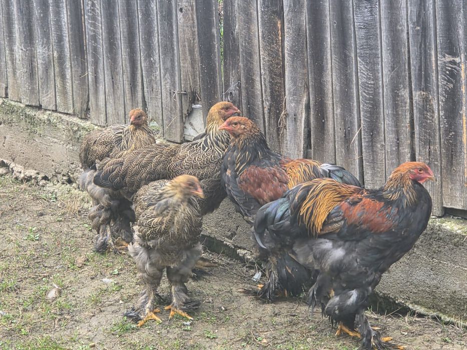 Găini Brahma Potîrnichiu