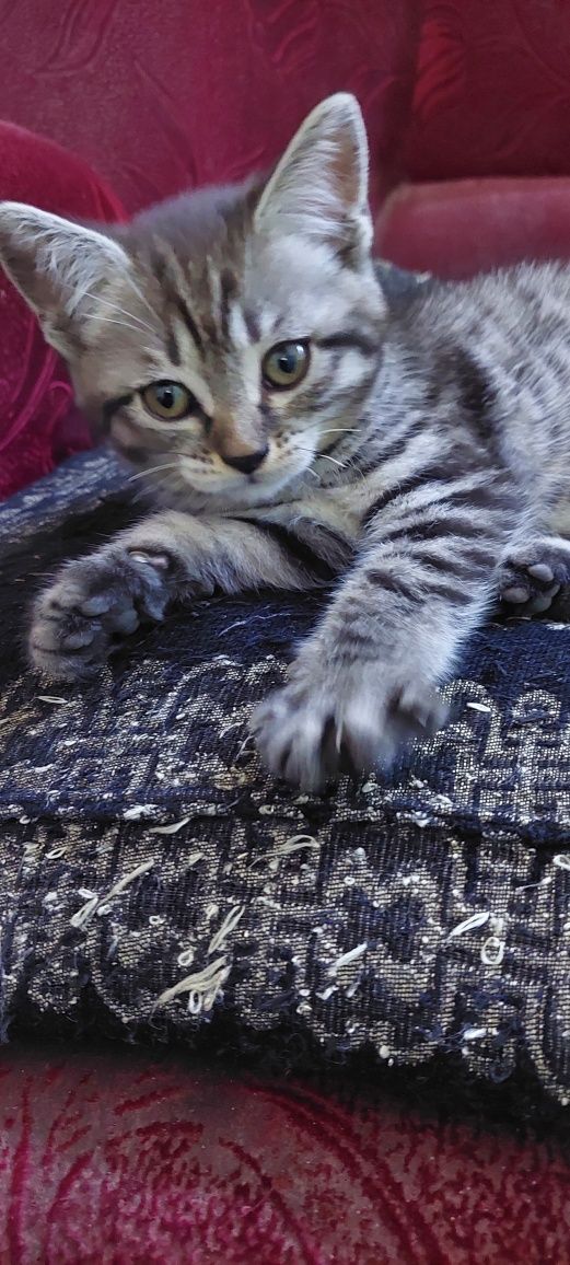 Котята британцы.г. Шымкент