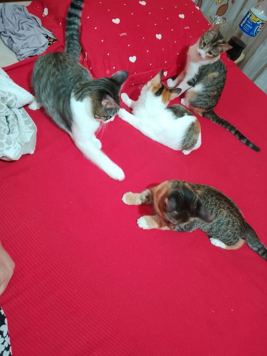 Отдам кошочек даром бесплатно