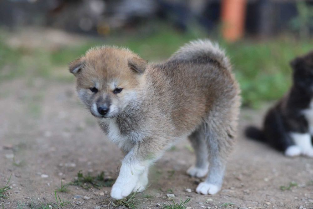 Pui Akita Inu femela roscata si mascul brindle (tigrat)
