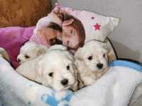 Bichon maltez mini toy