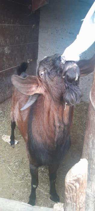 Продам коз англонубийской породы.