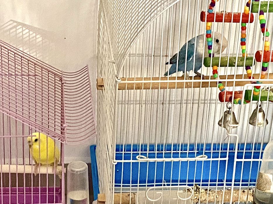 Agaponis MASCUL si Perus Femela. Se vand impreuna tot cu colivia