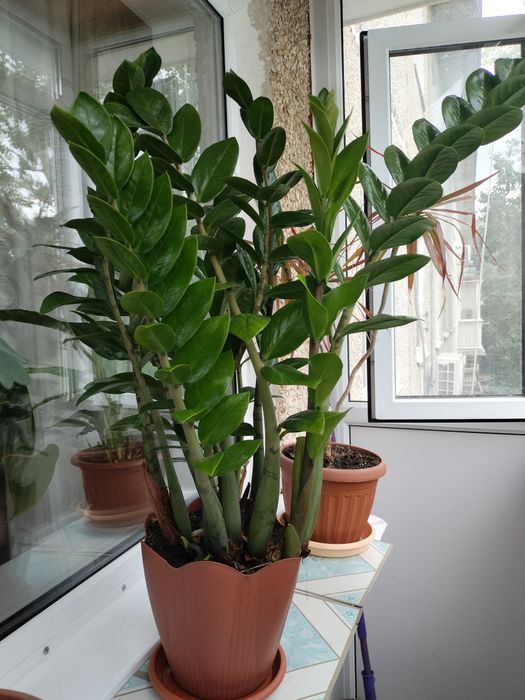 Продам долларовое дерево