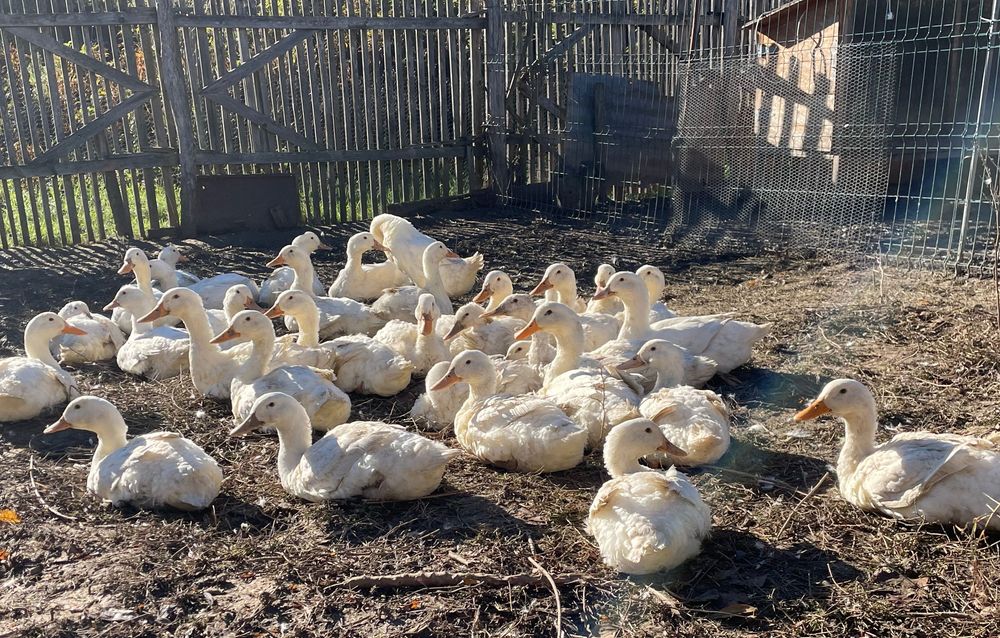 Rațe Pekin, bibilici, curcani rase de carne