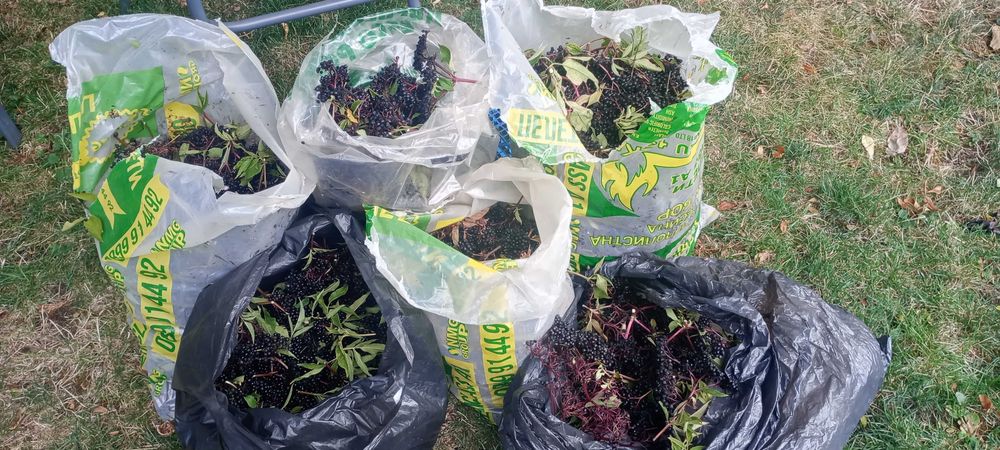 Сироп от черен бъз