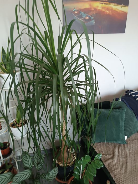 Две Нолини много красиви