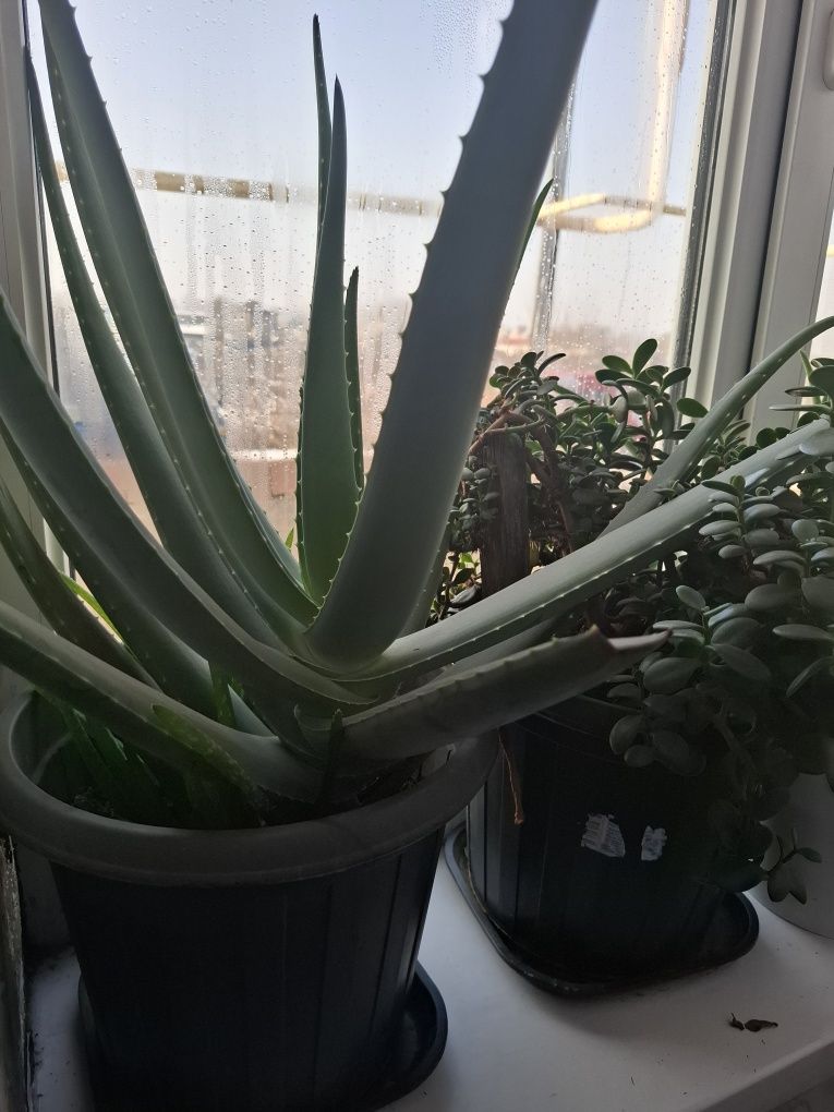 Домашние растения