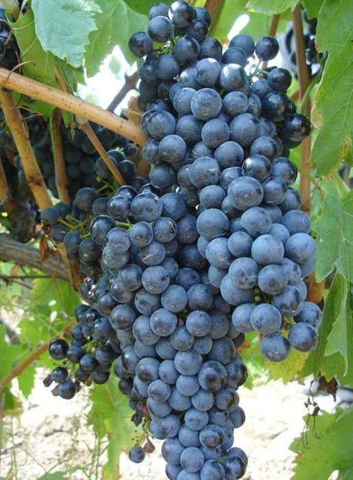 Struguri de vin preț producator