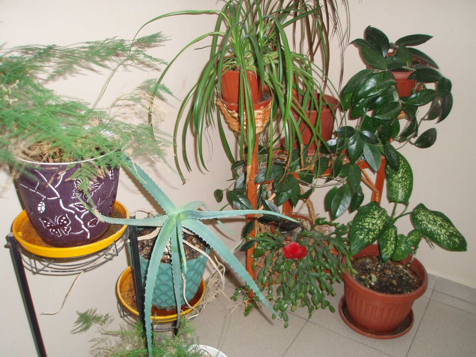 Olympus Stylus 740 7.1MPx