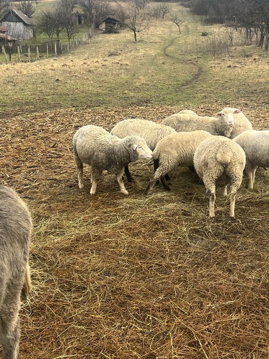 Berbec ile de france
