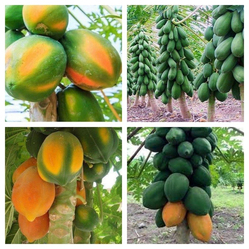 Papaya va banan ko'chatlari sotiladi