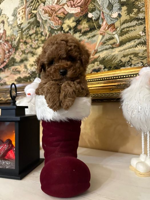 Mascul pudel talie mica (toy)