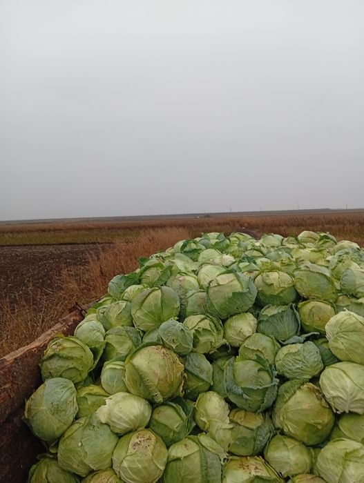 Vând varză de Buzău