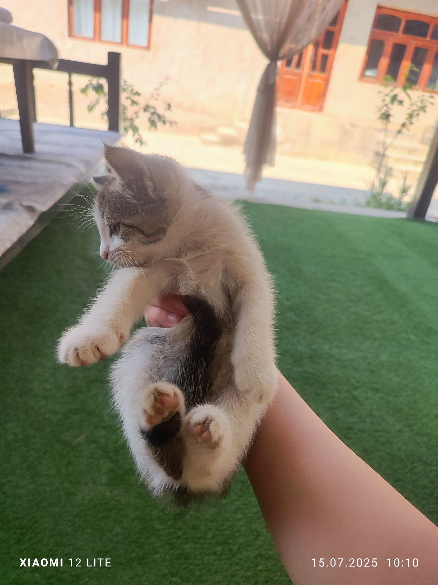 Кошку  и котят отдам в хорошие руки.Кушают корм (kiticat) и домашнюю е