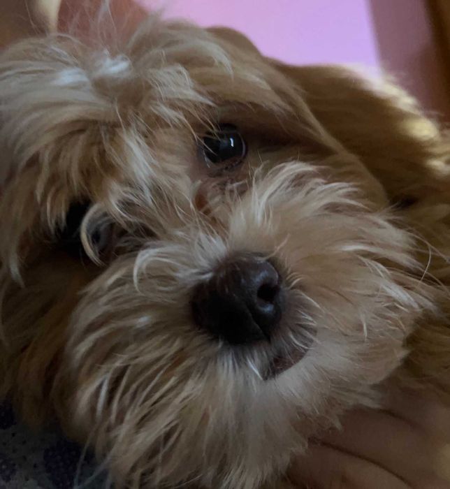 Подарявам кученце