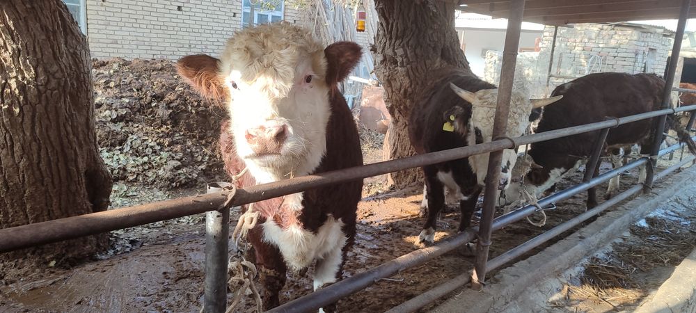 Boqma mollar. 65000 soʻm