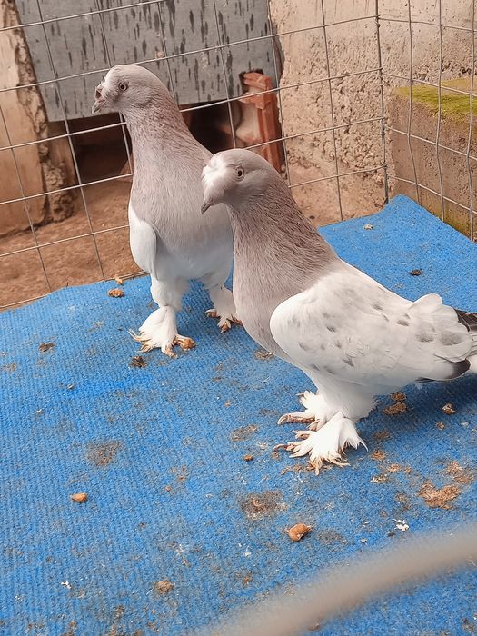 Мардини млади от тази година