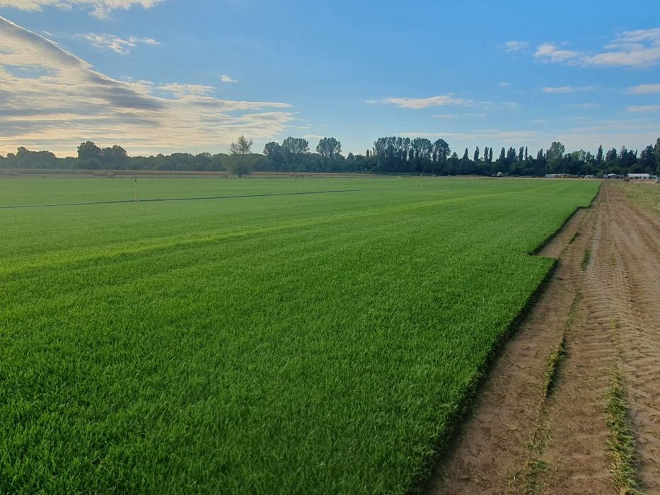 Tuia leylandii super oferta