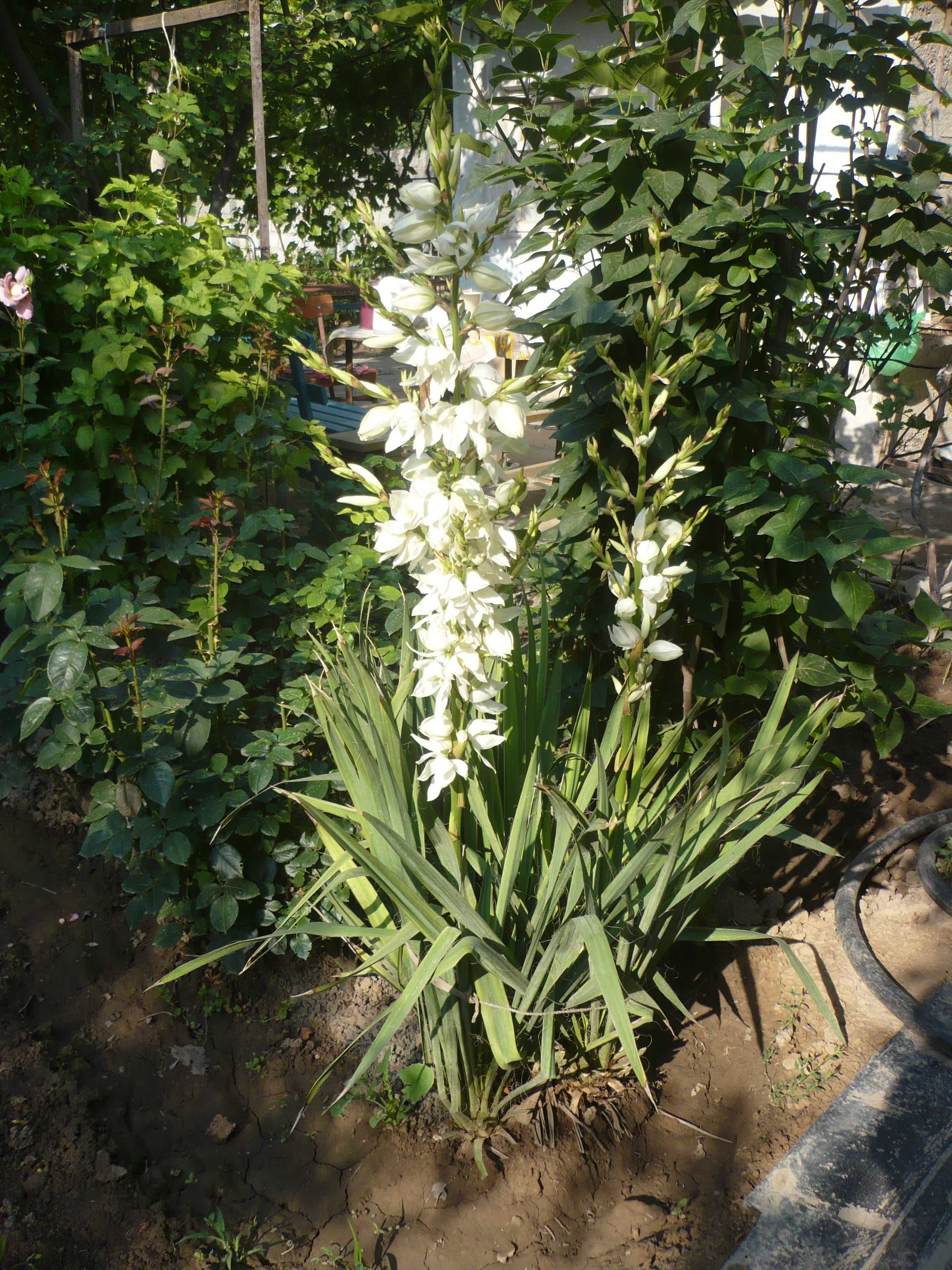 Садовые дачные цветы: белые лилия и юкка