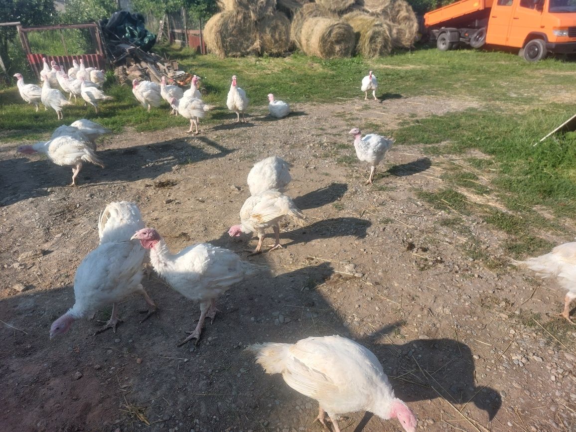 Curci curcani crescuți la liber în livadă