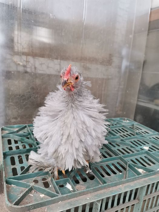 Cochinchina pitic lavandă