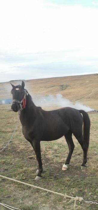 Mamă și fiu de vânzare!