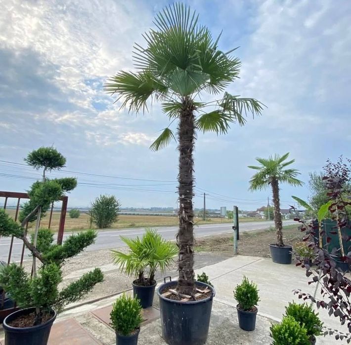 Amenajare gradina ,gazon,plante ornamentale, pietricele decorative